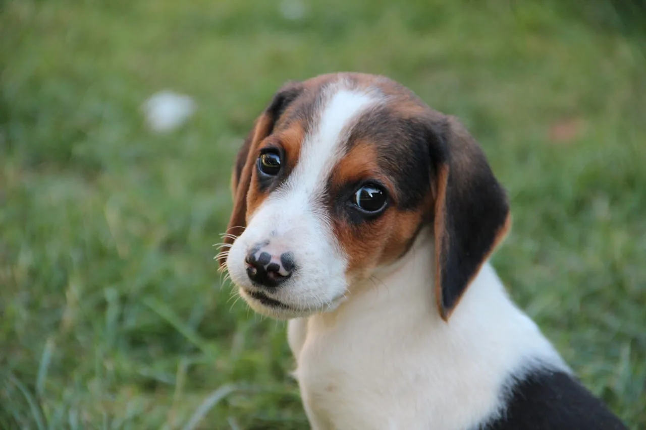 Beagle Puppies on Beagle Owners