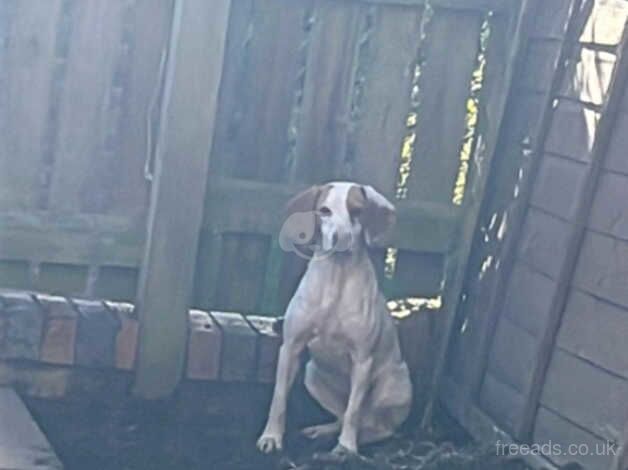 10 month old female cocker beagle Barnsley for sale in Barnsley, South Yorkshire