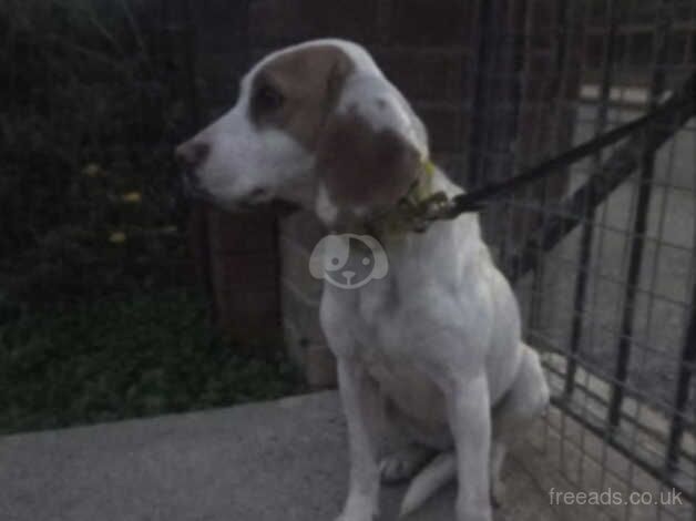 Beagles for sale in Barnsley, South Yorkshire