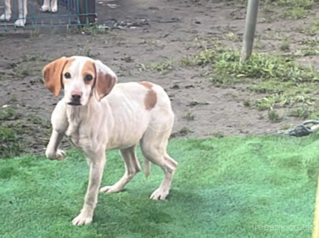 Beagle Puppies for sale in South Yorkshire