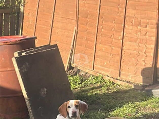 10 month old female cocker beagle Barnsley for sale in Barnsley, South Yorkshire - Image 4