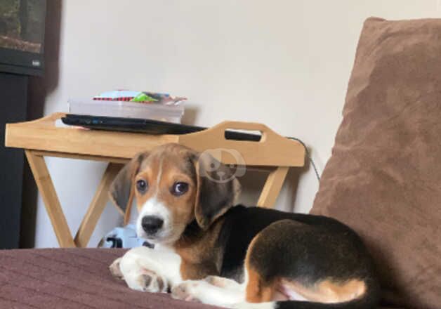 10 week old boy for sale in Selby, North Yorkshire