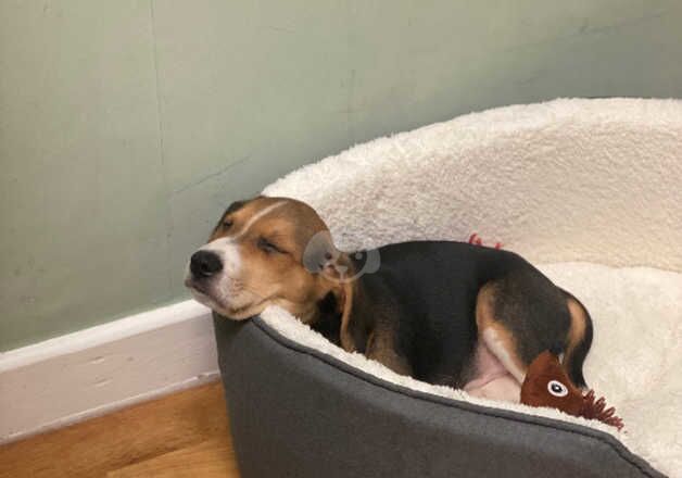 Beagle Puppies for sale in North Yorkshire