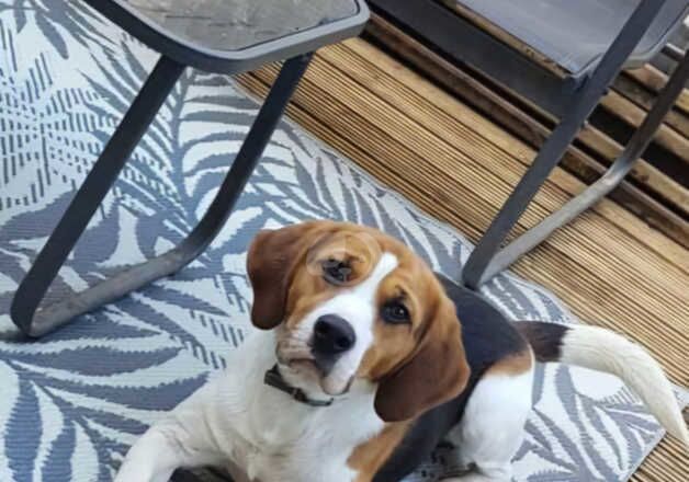 2.5 year old beagle for sale in Swansea/Abertawe, Swansea