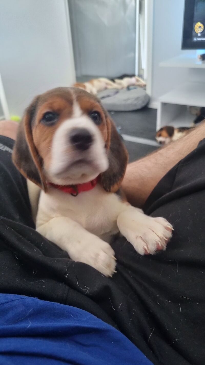 3 beautiful beagle pups for sale in Hainault, Redbridge, Greater London - Image 3