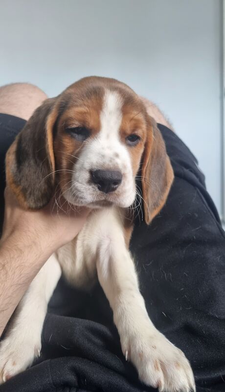 3 beautiful beagle pups for sale in Hainault, Redbridge, Greater London - Image 4