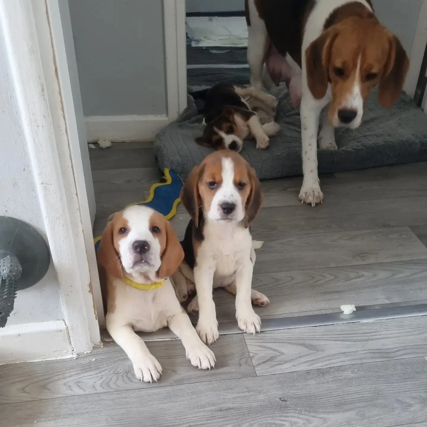 3 beautiful beagle pups for sale in Hainault, Redbridge, Greater London - Image 5