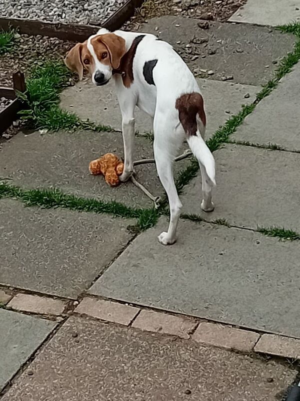 3 year old lurcher cross beagle lookong for forever homr for sale in Inverkeithing, Fife