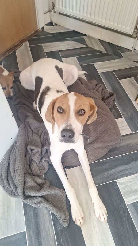 3 year old lurcher cross beagle lookong for forever homr for sale in Inverkeithing, Fife - Image 2