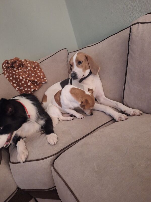 3 year old lurcher cross beagle lookong for forever homr for sale in Inverkeithing, Fife - Image 3