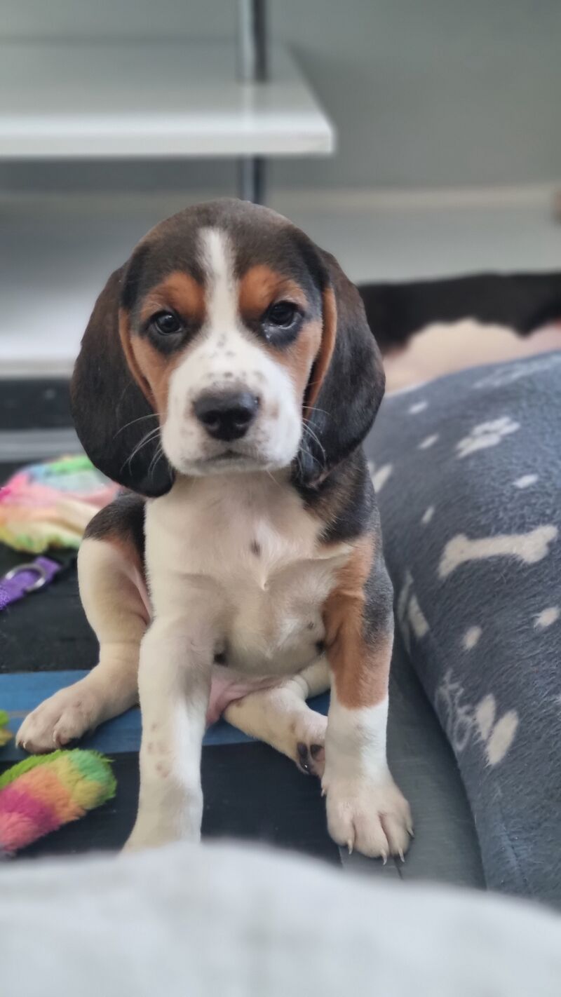 3 beautiful beagle pups for sale in Hainault, Redbridge, Greater London