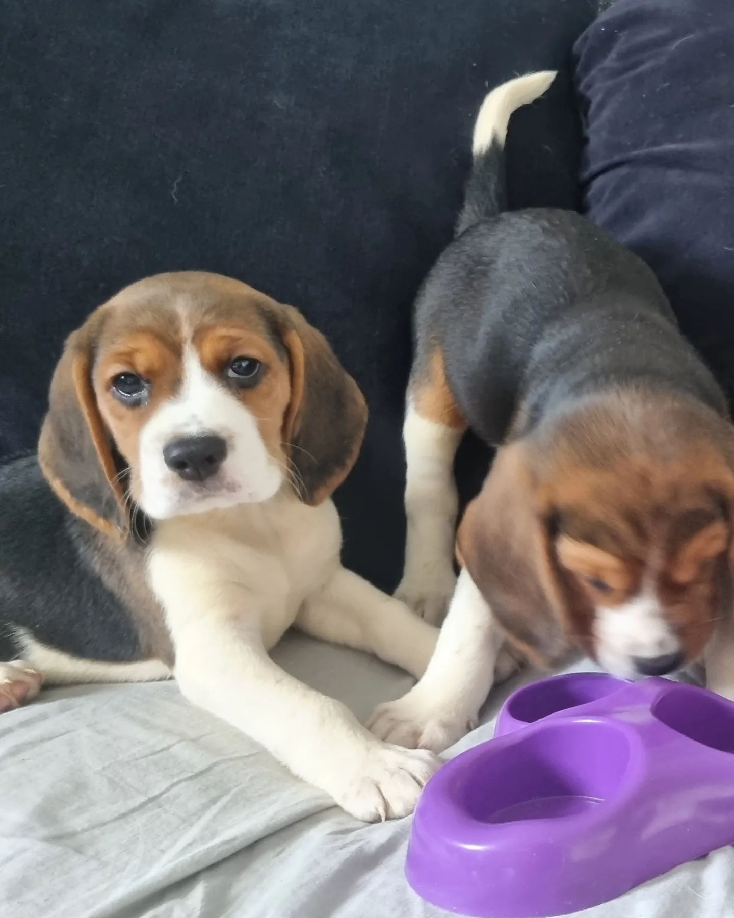 3 beautiful beagle pups for sale in Hainault, Redbridge, Greater London - Image 2