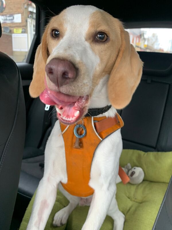 4 year old affectionate and friendly lemon beagle for sale in London