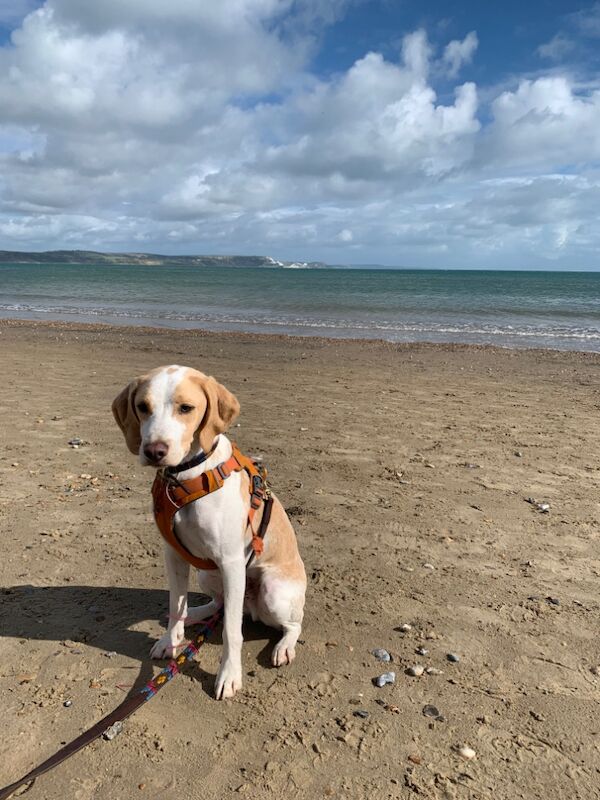 4 year old affectionate and friendly lemon beagle for sale in London - Image 3