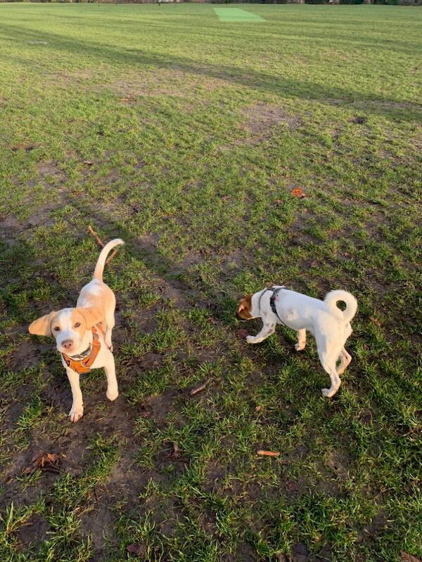 Beagle Puppies for sale