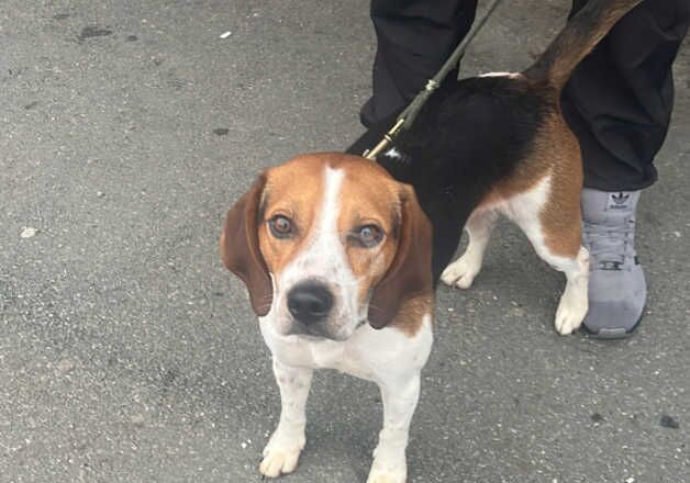 7 months old beagle for sale in Hartlepool, County Durham