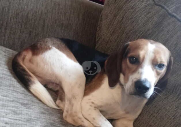 Beagles for sale in Hartlepool, County Durham