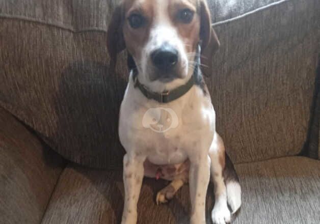 7 months old beagle for sale in Hartlepool, County Durham - Image 4