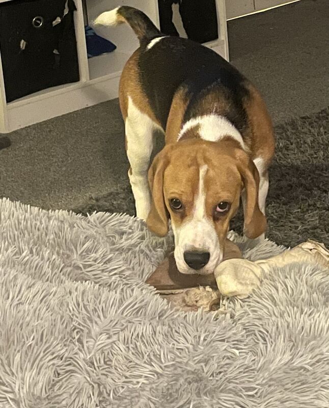 8 month old male beagle for sale in Northamptonshire