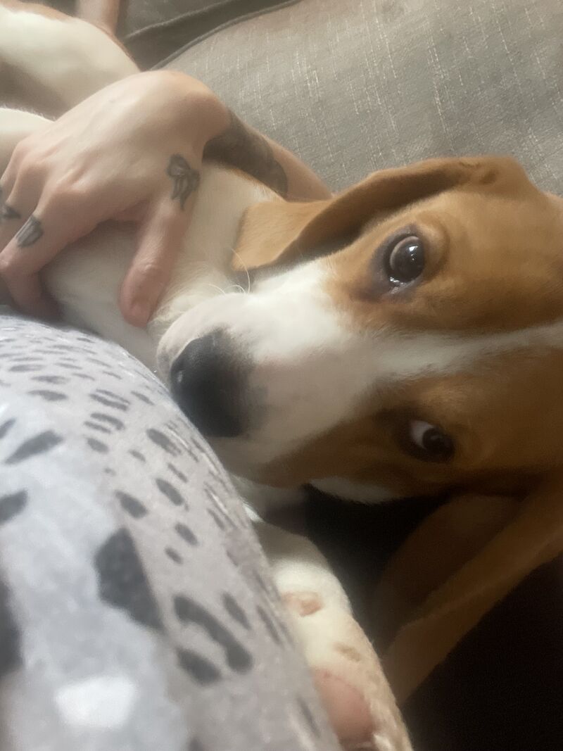 Beagle Puppies for sale in Northamptonshire