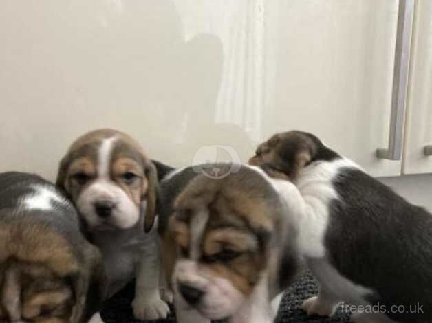 Adorable Beagle Puppies (KC Reg) for sale in Looe, Cornwall