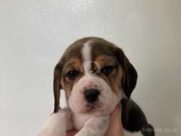 Adorable Beagle Puppies (KC Reg) for sale in Looe, Cornwall - Image 2