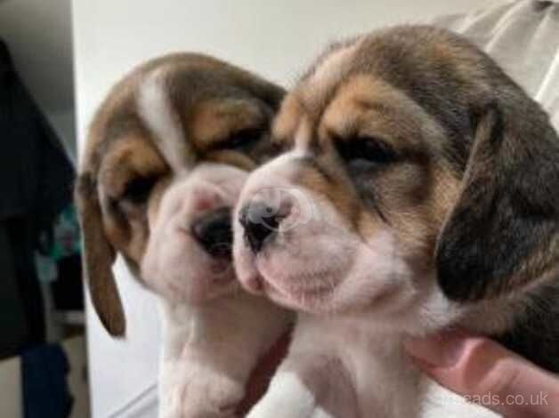 Adorable Beagle Puppies (KC Reg) for sale in Looe, Cornwall - Image 3