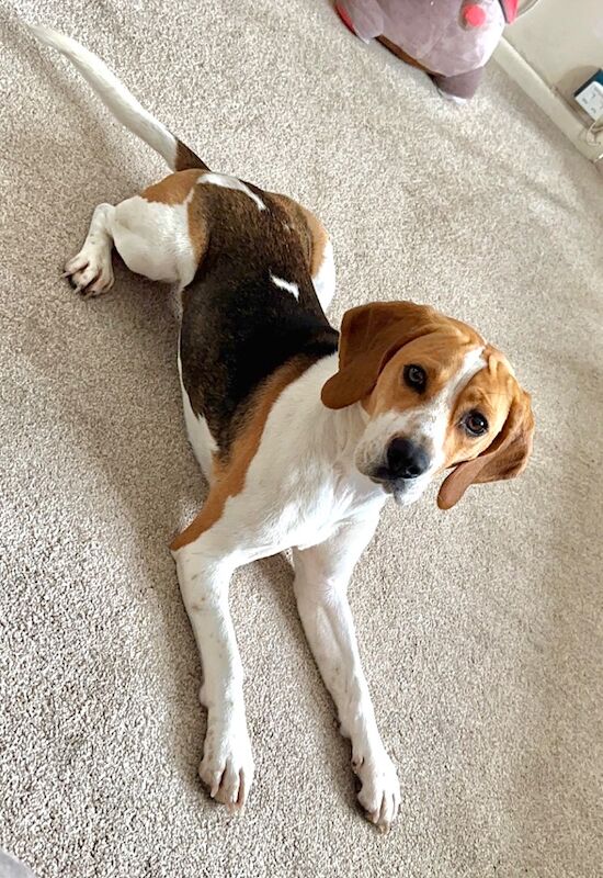 Adult beagle for rehome for sale in Weymouth, Dorset - Image 1