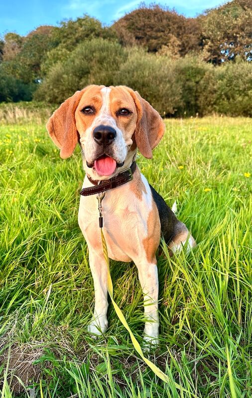 Adult beagle for rehome for sale in Weymouth, Dorset - Image 3