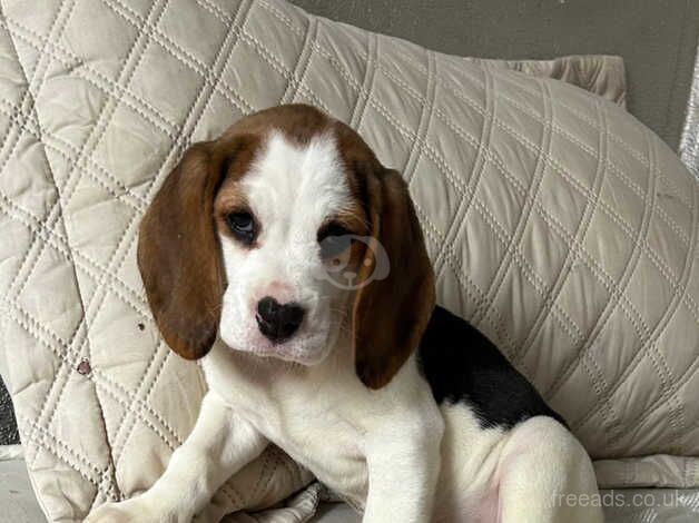 Beagles for sale in Nottingham, Nottinghamshire