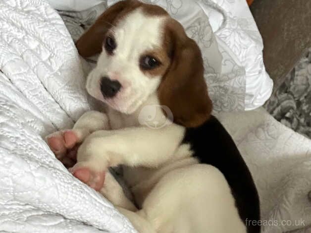 Beagle Puppies for sale in Nottinghamshire