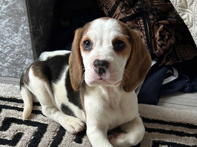 Beagle Puppies for sale