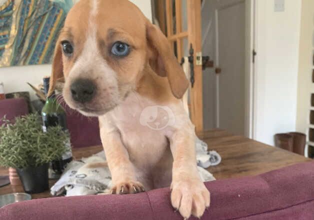 Beagador puppies 2 girls left for sale in Arundel, West Sussex