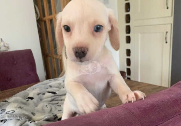 Beagador puppies 2 girls left for sale in Arundel, West Sussex - Image 2