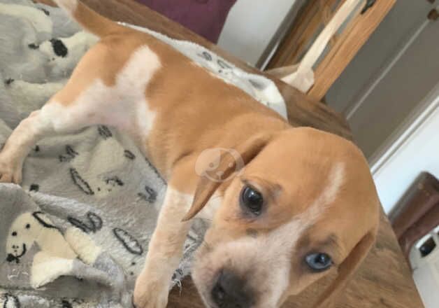 Beagador puppies 2 girls left for sale in Arundel, West Sussex - Image 4