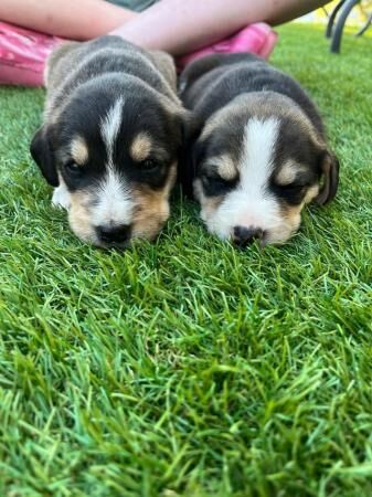 Beagador puppies for sale in Welshpool/Y Trallwng, Powys