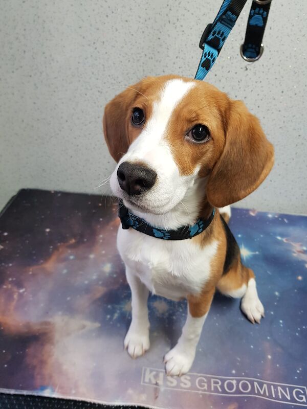 Beagle, 8 months for sale in Ashford, Kent