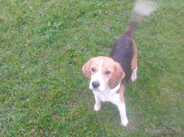 Beagle bitch for sale in Caersws, Powys