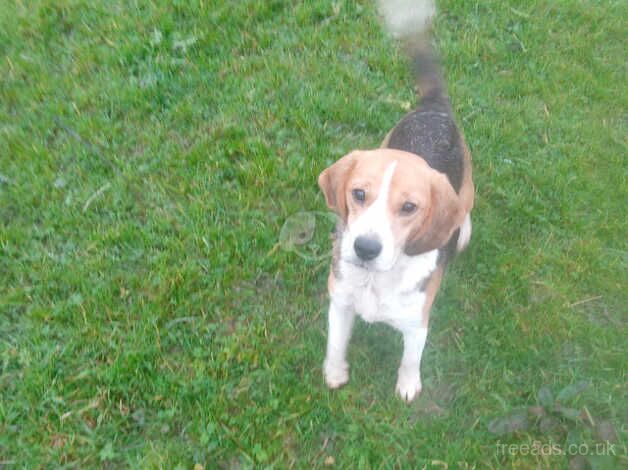 Beagle bitch for sale in Caersws, Powys - Image 2