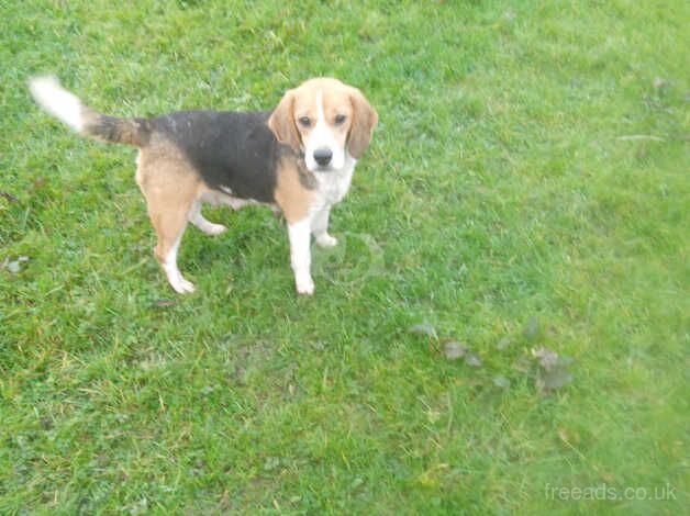 Beagle Puppies for sale in Powys