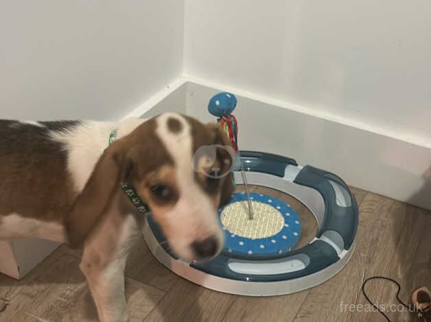 Beagle cross lab for sale in Wrexham/Wrecsam, Wrexham - Image 2