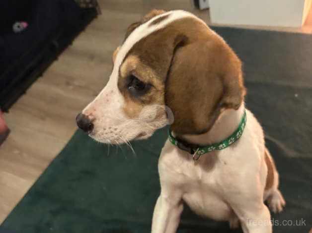 Beagle Puppies for sale in Wrexham