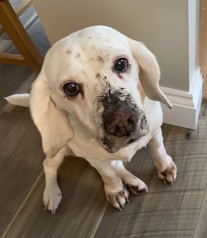 Beagle cross with small breed wanted. for sale in Buckinghamshire