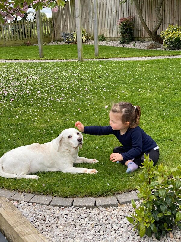 Beagles for sale in Buckinghamshire