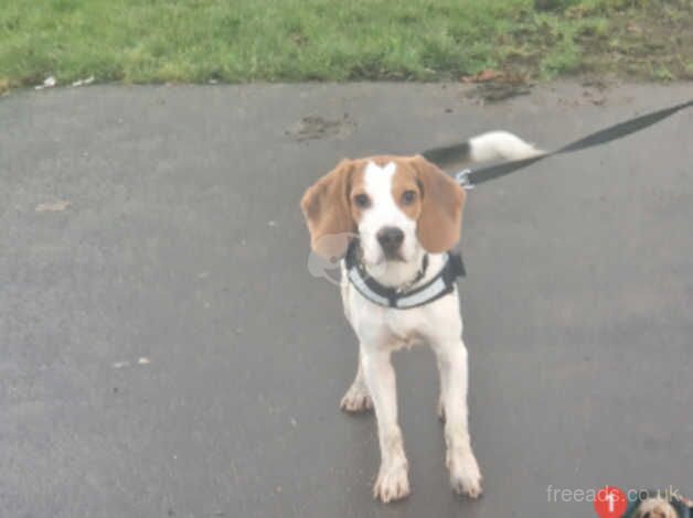 Beagle for sale in Glasgow, Glasgow City