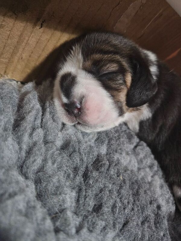 Beagle KC registered tri colour puppies/Champion for sale in Birmingham, West Midlands