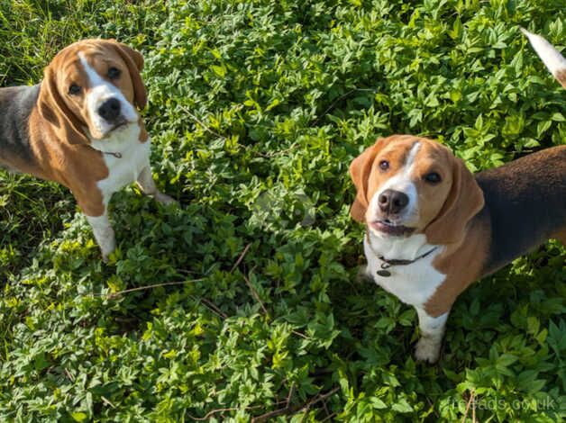 Beagle Puppies +10 months KC registered for sale in Reading, Berkshire