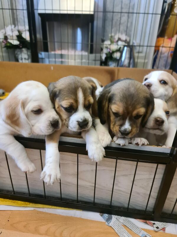 Beagle puppies for sale in Hornchurch, Havering, Greater London - Image 5