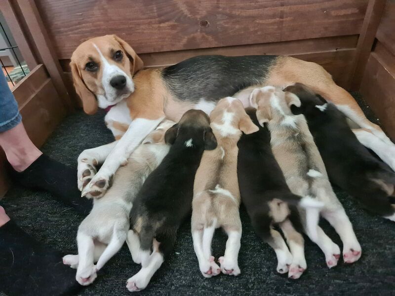 Beagle puppies for sale in Hornchurch, Havering, Greater London - Image 6