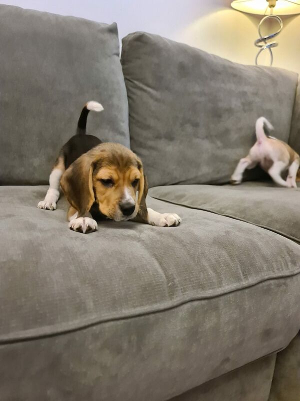 Beagle puppies for sale in Hornchurch, Havering, Greater London - Image 2